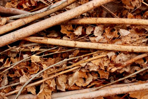 Fotografia de Guadalupe Vela - Galeria Fotografica: Flores - Fauna - Naturaleza - Foto: Serie - De las ramas ca�das