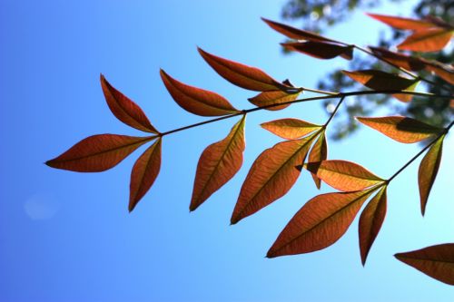 Fotografia de Guadalupe Vela - Galeria Fotografica: Flores - Fauna - Naturaleza - Foto: 