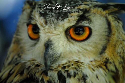 Fotografia de JuanH.Lora - Galeria Fotografica: De todo un poco - Foto: 