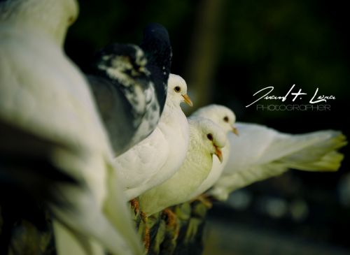 Fotografia de JuanH.Lora - Galeria Fotografica: De todo un poco - Foto: 