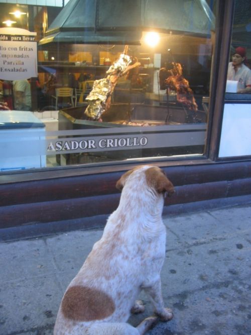 Fotografia de montsant - Galeria Fotografica: viage a la Patagonia - Foto: un perro observa