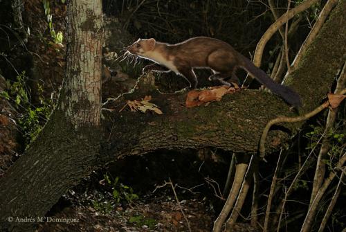 Fotografia de no se - Galeria Fotografica: mmmmmm sii - Foto: ?