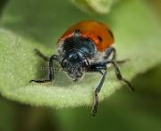 Fotografia de no se - Galeria Fotografica: mmmmmm sii - Foto: katarine