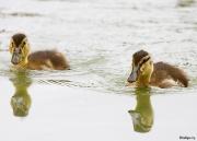 Fotografia de no se - Galeria Fotografica: mmmmmm sii - Foto: patos