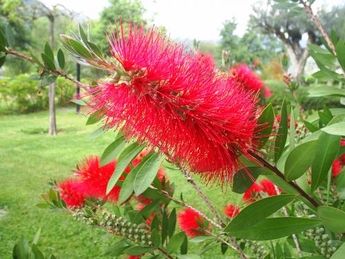 Fotografia de MartaXp - Galeria Fotografica: Galicia - Foto: Floroja