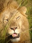 Fotografia de karamelo - Galeria Fotografica: simple_karamelo - Foto: aaa..leoncito