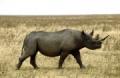 Foto de  karamelo - Galería: simple_karamelo - Fotografía: el rinoceronte