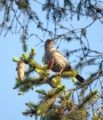 Fotos de LasCaracolas -  Foto: aves en parques naturales de Rumania - 