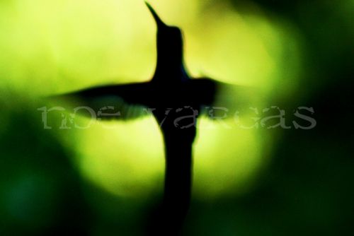 Fotografia de No� Vargas - Galeria Fotografica: Naturaleza y vida salvaje - Foto: 