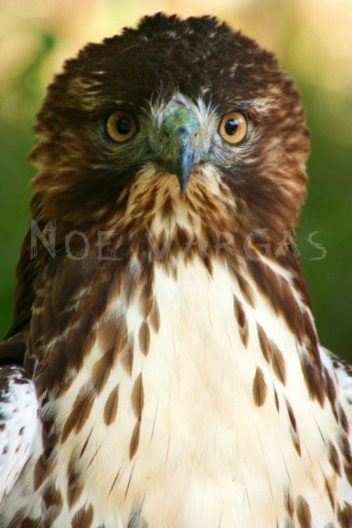 Fotografia de No� Vargas - Galeria Fotografica: Naturaleza y vida salvaje - Foto: 