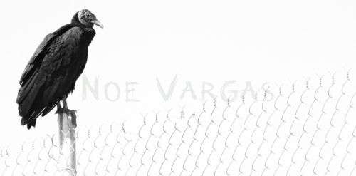 Fotografia de No� Vargas - Galeria Fotografica: Naturaleza y vida salvaje - Foto: 