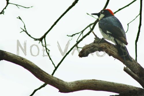 Fotografia de No� Vargas - Galeria Fotografica: Naturaleza y vida salvaje - Foto: 