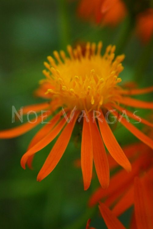 Fotografia de No� Vargas - Galeria Fotografica: Naturaleza y vida salvaje - Foto: 