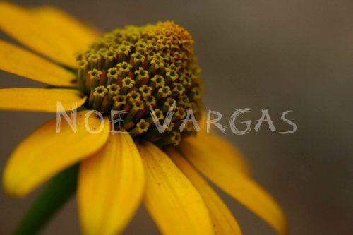 Fotografia de No� Vargas - Galeria Fotografica: Naturaleza y vida salvaje - Foto: 