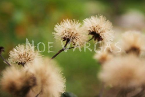 Fotografia de No� Vargas - Galeria Fotografica: Naturaleza y vida salvaje - Foto: 