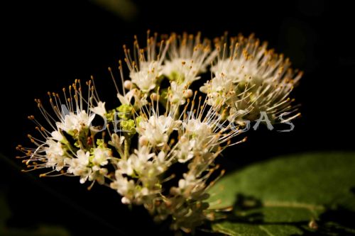 Fotografia de No� Vargas - Galeria Fotografica: Naturaleza y vida salvaje - Foto: 