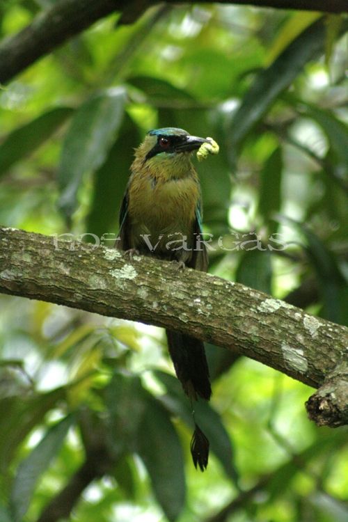 Fotografia de No� Vargas - Galeria Fotografica: Naturaleza y vida salvaje - Foto: 