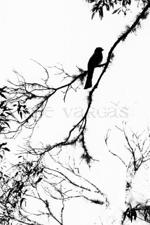 Fotografia de No� Vargas - Galeria Fotografica: Naturaleza y vida salvaje - Foto: 