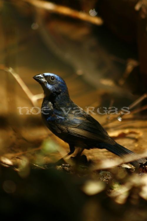 Fotografia de No� Vargas - Galeria Fotografica: Naturaleza y vida salvaje - Foto: 