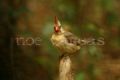Fotos de No� Vargas -  Foto: Naturaleza y vida salvaje - Cardenal Norte�o (hembra)