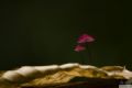 Foto de  Valent Zapater - Fotgrafo - Galería: Portafolio Natural - Fotografía: Hongos sobre hojas