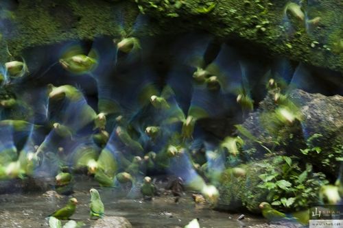 Fotografia de Valent Zapater - Fotgrafo - Galeria Fotografica: Portafolio Natural - Foto: Catitas aliazules en Yasun