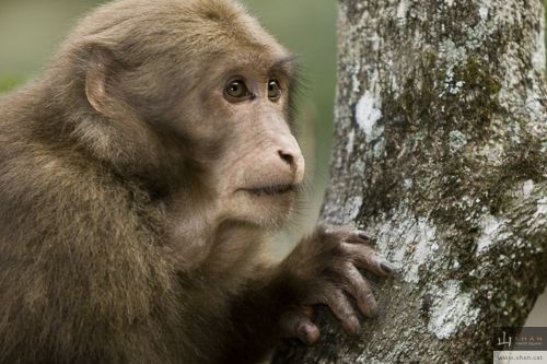 Fotografia de Valent Zapater - Fotgrafo - Galeria Fotografica: Portafolio Natural - Foto: Macaco tibetano