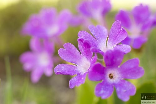 Fotografia de Valent Zapater - Fotgrafo - Galeria Fotografica: Portafolio Natural - Foto: Primula glutinosa