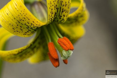 Fotografia de Valent Zapater - Fotgrafo - Galeria Fotografica: Portafolio Natural - Foto: Azucena de los Pirineos