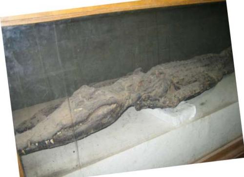 Fotografia de Campanilla - Galeria Fotografica: Soar... - Foto: 