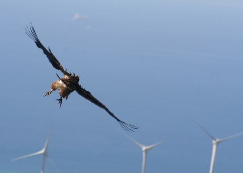 Fotografia de Ana Cruz - Galeria Fotografica: Acruz - Foto: Deslizandose en el viento