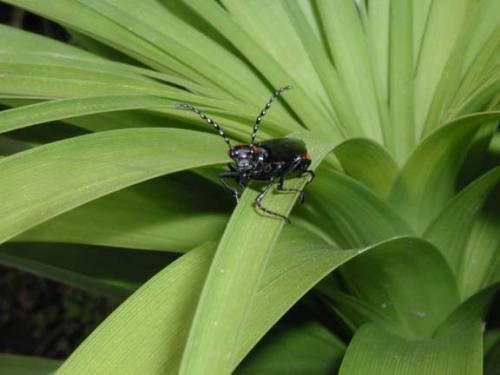 Fotografia de Graphix - Galeria Fotografica: Madre naturaleza - Foto: Beetle