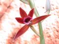 Fotos de Graphix -  Foto: Madre naturaleza - Flor de terciopelo