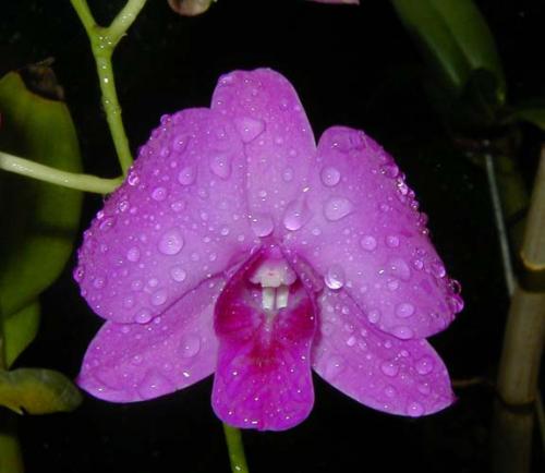 Fotografia de Graphix - Galeria Fotografica: Madre naturaleza - Foto: Dendrobium Hibrida