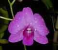 Foto de  Graphix - Galería: Madre naturaleza - Fotografía: Dendrobium Hibrida