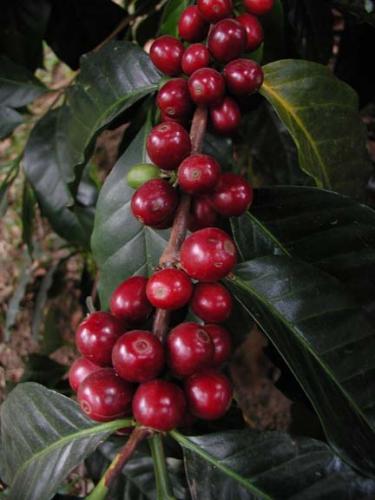 Fotografia de Graphix - Galeria Fotografica: Madre naturaleza - Foto: El origen de la bebida aromatica