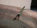 Fotos de Graphix -  Foto: Madre naturaleza - Mantis religiosa