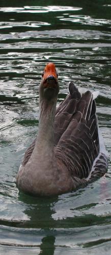 Fotografia de Graphix - Galeria Fotografica: Fotografia panoramica - Foto: Hola