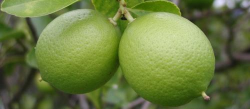 Fotografia de Graphix - Galeria Fotografica: Fotografia panoramica - Foto: Un par de limones