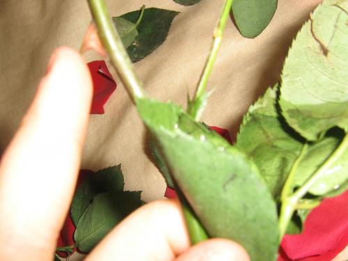 Fotografia de Dark_Angel88 - Galeria Fotografica: Tiempo al tiempo - Foto: Espina