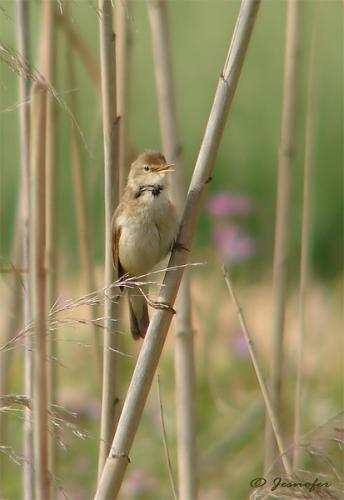 Fotografia de Jesnofer - Galeria Fotografica: Individuos alados y sin alar, y sin ser individuos. - Foto: Como pez en el agua