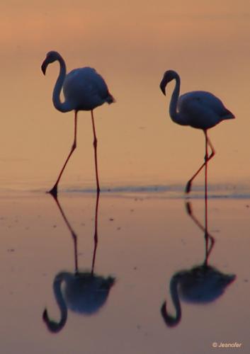 Fotografia de Jesnofer - Galeria Fotografica: Individuos alados y sin alar, y sin ser individuos. - Foto: Centinelas