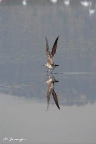 Fotografia de Jesnofer - Galeria Fotografica: Individuos alados y sin alar, y sin ser individuos. - Foto: Uves
