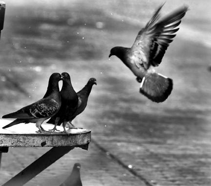 Fotografia de levi - Galeria Fotografica: plaza - Foto: 