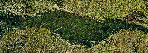 Fotografia de Javier Snchez Martnez - Galeria Fotografica: AGUAS ARRIBA - Foto: VERDOSO