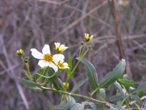 Fotografia de Rebe - Galeria Fotografica: Macros - Foto: 