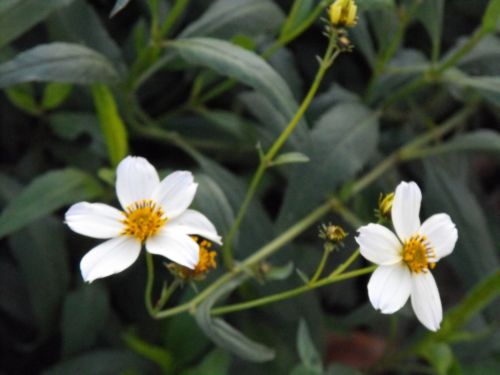 Fotografia de Rebe - Galeria Fotografica: Macros - Foto: 