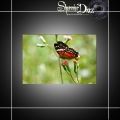 Fotos de Shennier Diaz -  Foto: Farfalle - Emperadora roja