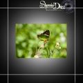 Fotos de Shennier Diaz -  Foto: Farfalle - Emperadora nativa