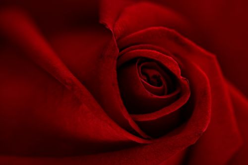 Fotografia de Luis Castillo - Galeria Fotografica: Producto - Foto: ROSA